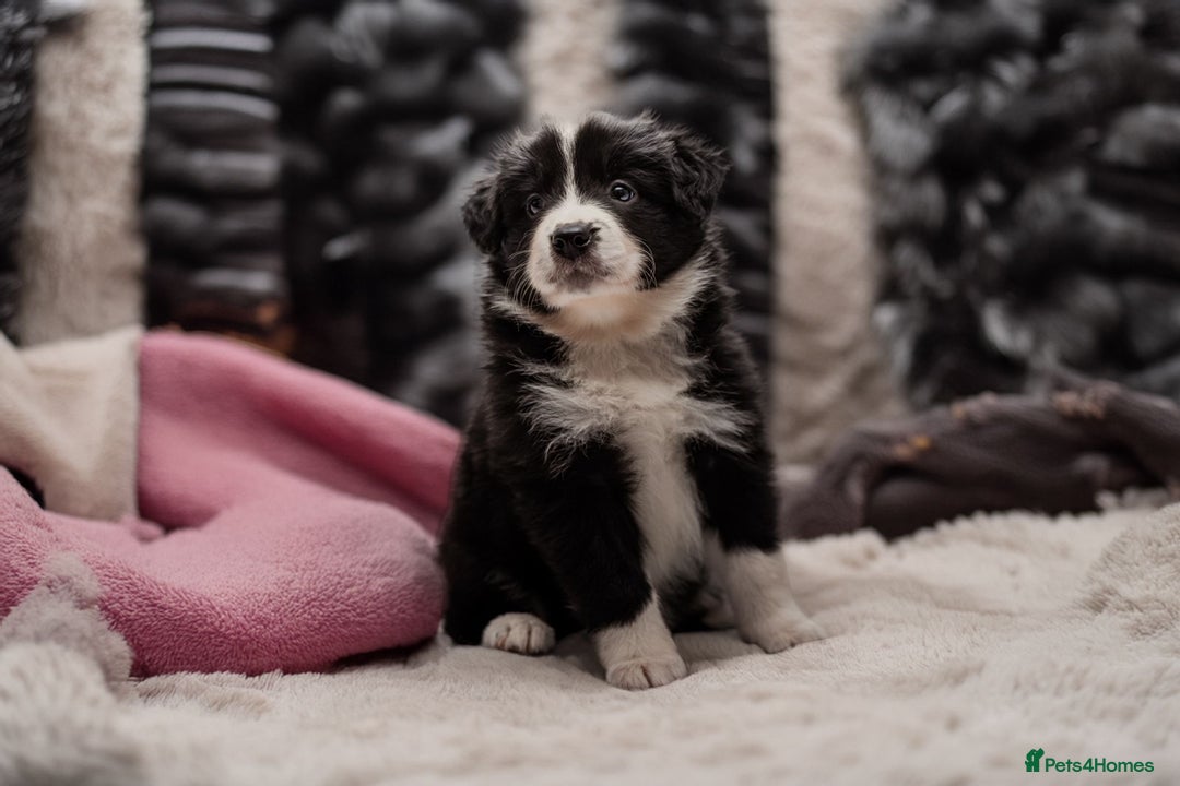 Border Collie dogs for sale: ❗️5⭐️ KC DNA tested champions LAST❗️border collie  - Advert 23