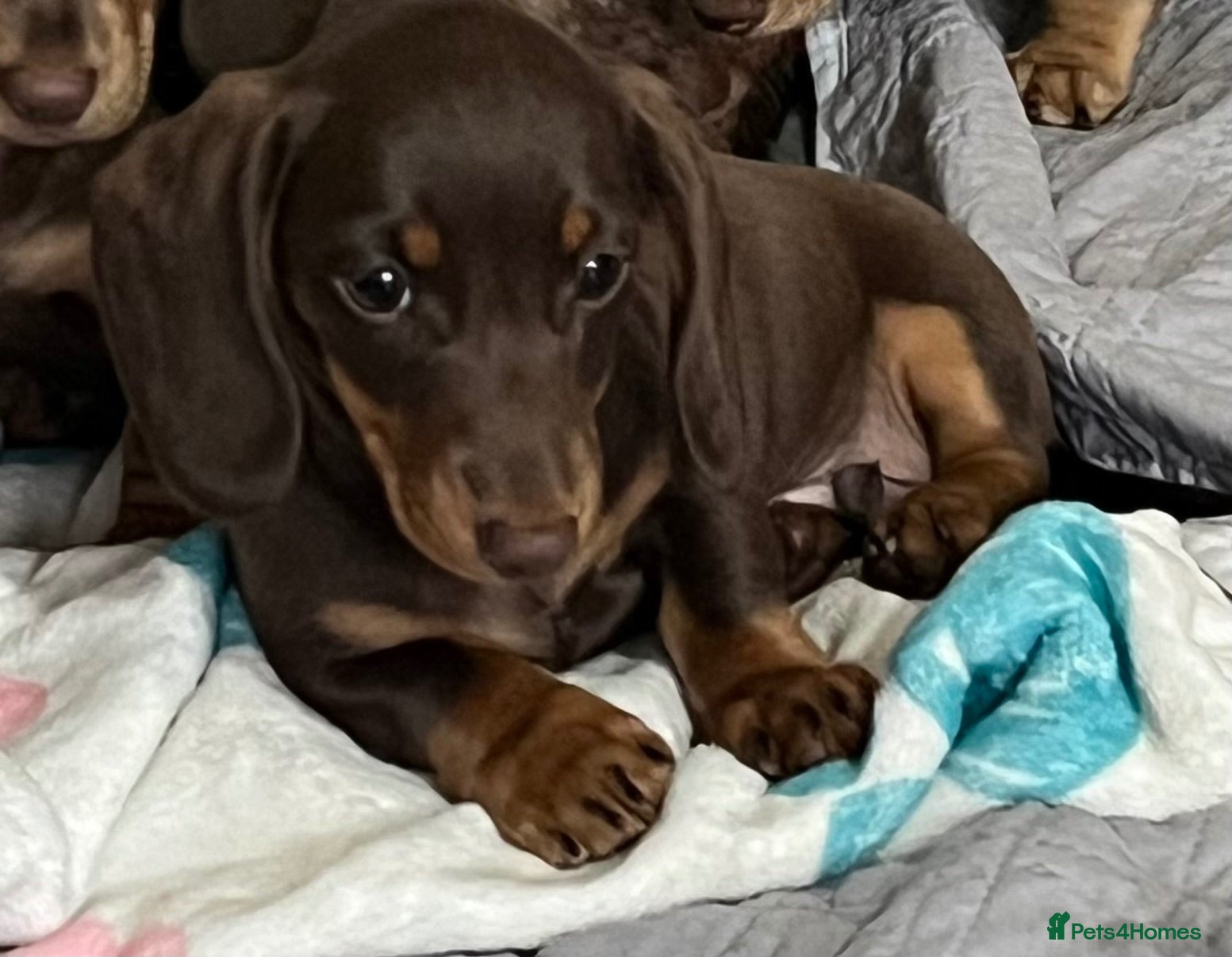 Miniature Dachshund dogs Beautiful mini Babies - Advert 1