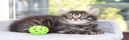Mixed Breed cats for sale: Tabby Kittens Ready SOON - Advert 26