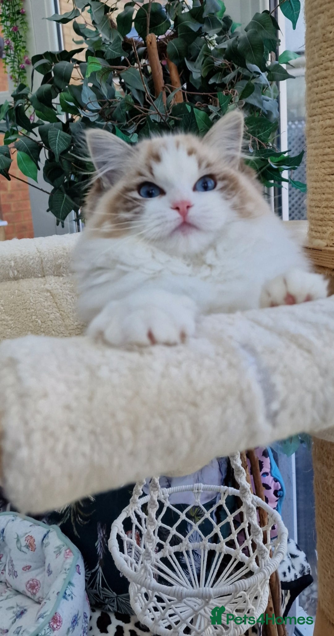 Ragdoll cats for sale: 🌸Stunning TICA🏆Kittens | Award winning cattery🌸 in Slough - Image 21