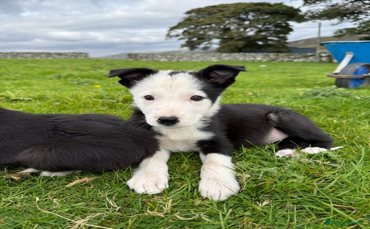 Border Collie dogs - Advert 8