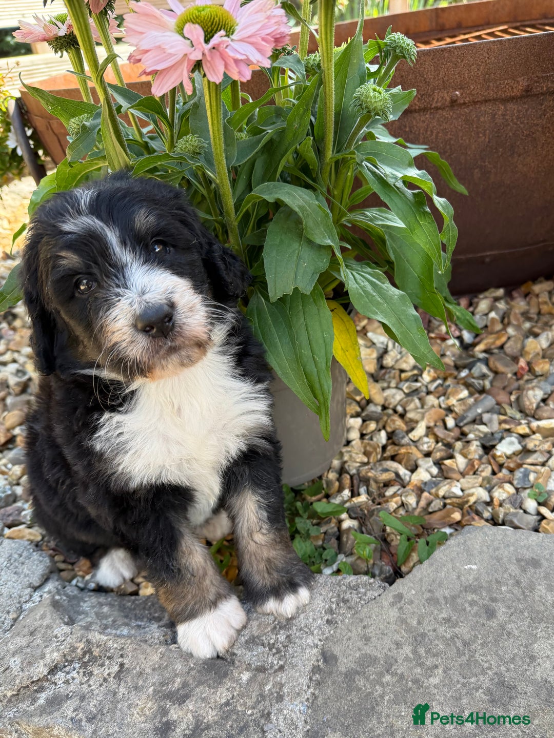 Bernedoodle dogs for sale: Bernadoodle 4 male home bred puppies  - Image 28