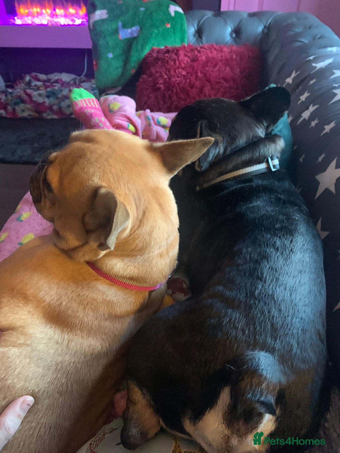 French Bulldog dogs for adoption: ❤️DORIS-LITTLE FRENCHIE GIRL WITH BIG PERSONALITY - Advert 7