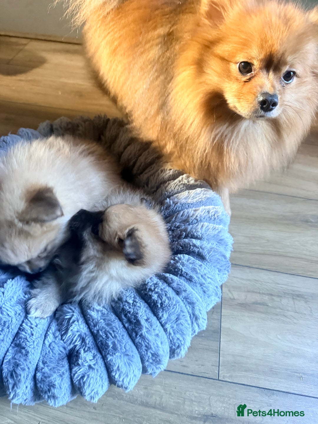 Pomeranian dogs for sale: 3 lovely girls and 1 boy Pomeranian puppies  - Advert 2