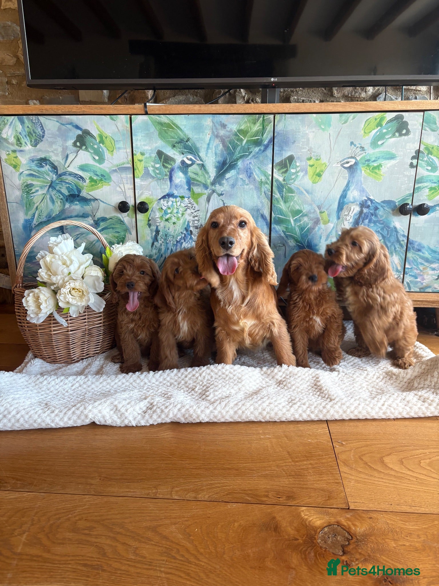 Cockapoo dogs Cockapoo F1 show type pups, PRIZEWINNING LINES  - Advert 1