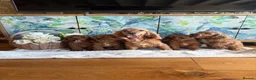 Cockapoo dogs for sale: Cockapoo F1 show type pups, PRIZEWINNING LINES  - Advert 5