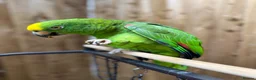 Parrots birds for sale: Yellow crowned amazon - Advert 5