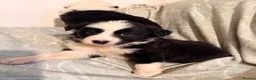 Border Collie dogs for sale: HEALTH TESTED CLEAR PARENTS BORDER COLLIE PUPS - Advert 37