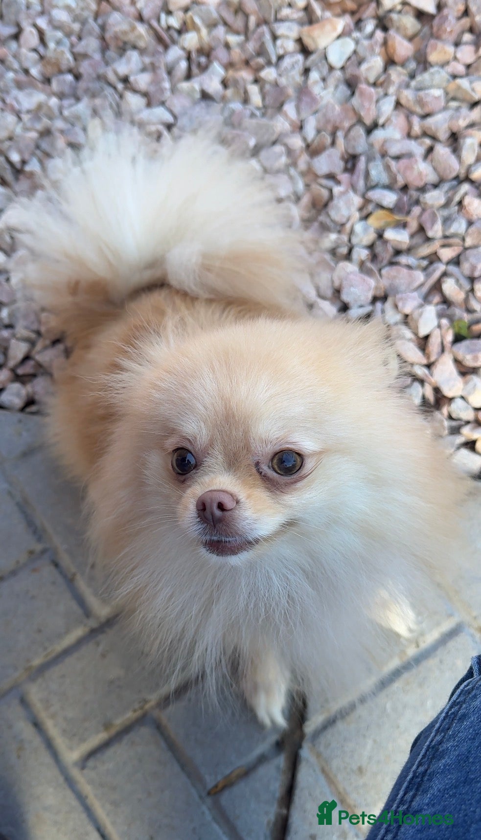 Pomeranian dogs Cream kc reg champion blood lines Pom  - Advert 2