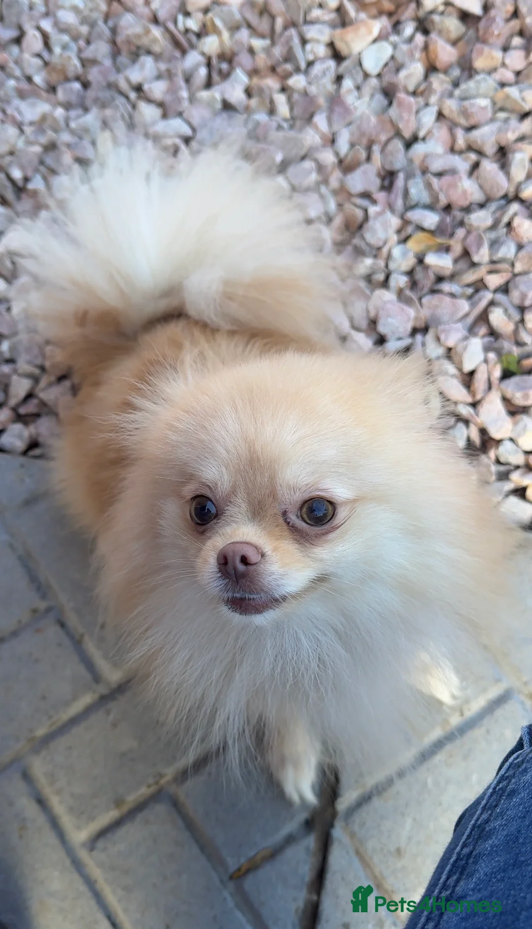 Pomeranian dogs for sale: Cream kc reg champion blood lines Pom  - Advert 1