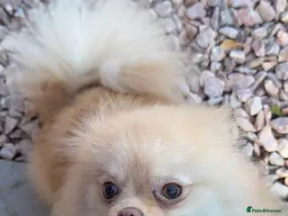 Pomeranian dogs Cream kc reg champion blood lines Pom - Advert 2