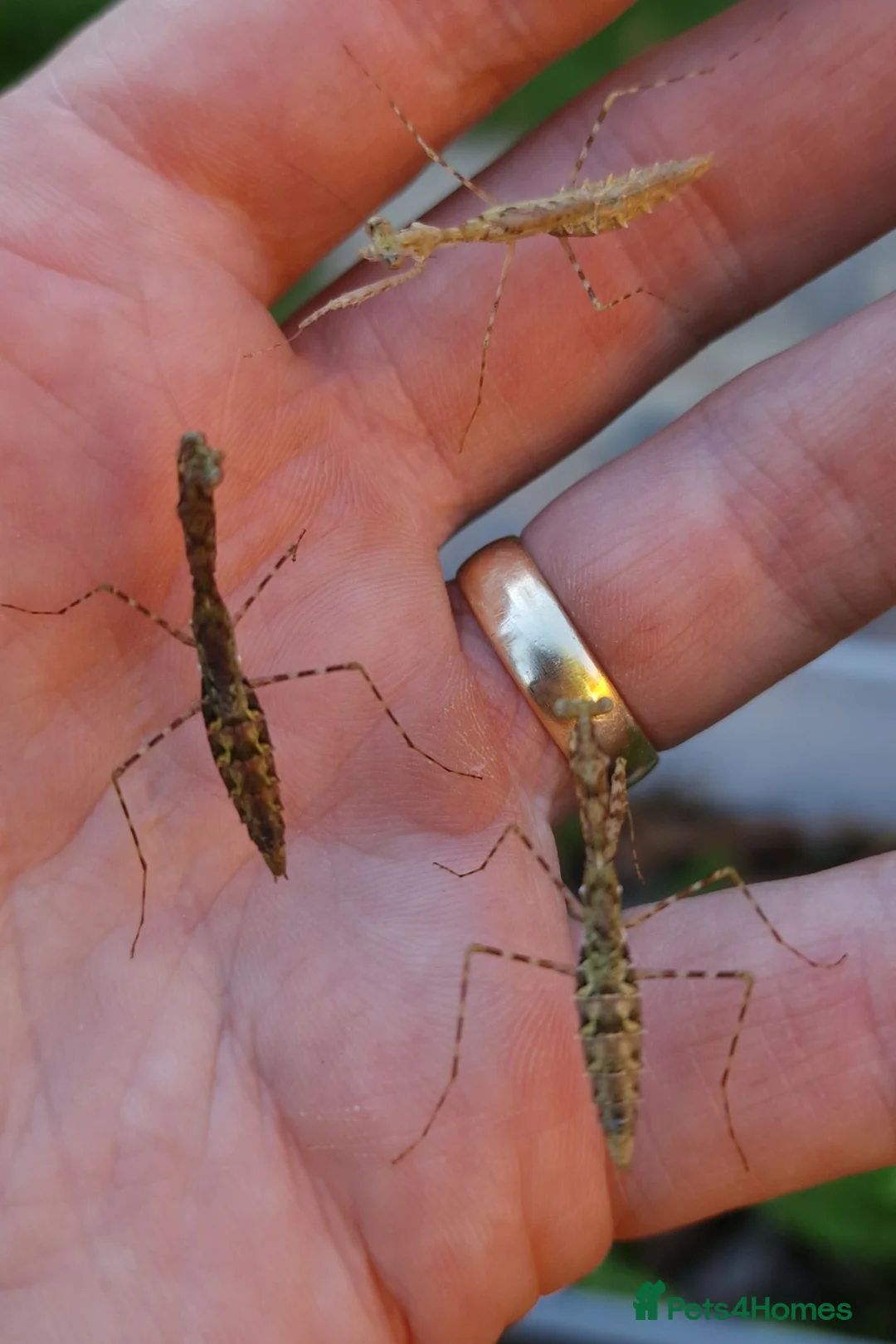 Praying Mantis invertebrates for sale: PRAYING MANTIS AVAILABLE - Advert 7