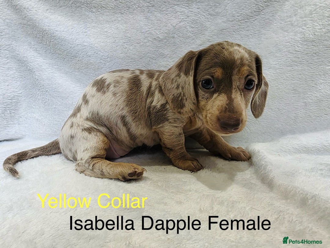 Miniature Dachshund dogs for sale: ✨READY TO LEAVE✨Miniature Dachshund Pups💕  - Image 13