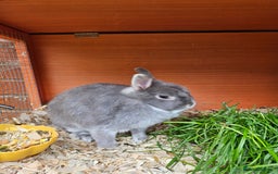 Netherland Dwarf rabbits for sale: Netherlands Dwarf and Double Hutch - Image 1