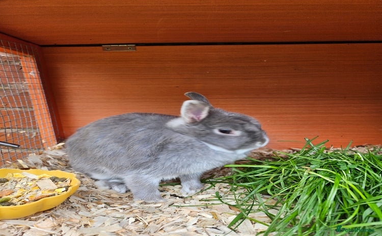 Netherland Dwarf rabbits - Advert 14