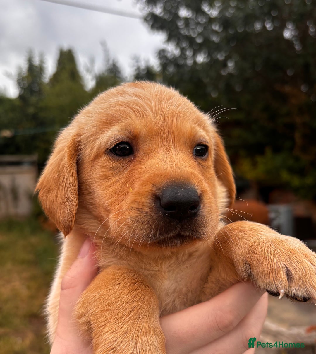Labrador Retriever dogs for sale: Yellow/fox red male Labrador puppies  - Image 5