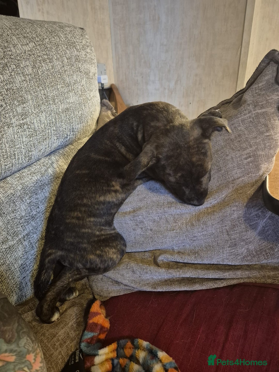 Staffordshire Bull Terrier dogs for sale: Staffordshire bull terrier pups - Image 19