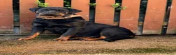 Rottweiler dogs for sale: Rottwiler puppies - Advert 14