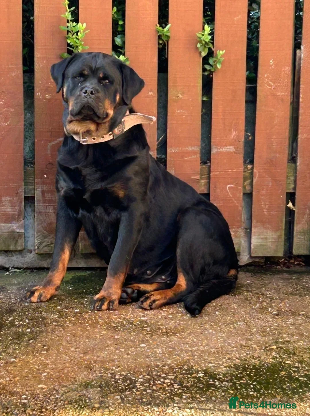 Rottweiler dogs for sale: Rottwiler puppies - Advert 14