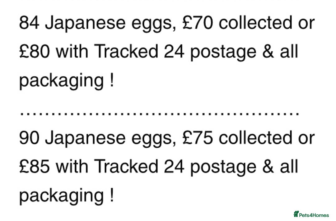 Quail poultry for sale: QUAIL HATCHING EGGS/JULY 28TH ! in Warminster - Image 33