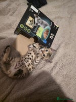 Bengal cats Bengal Kittens - Advert 1