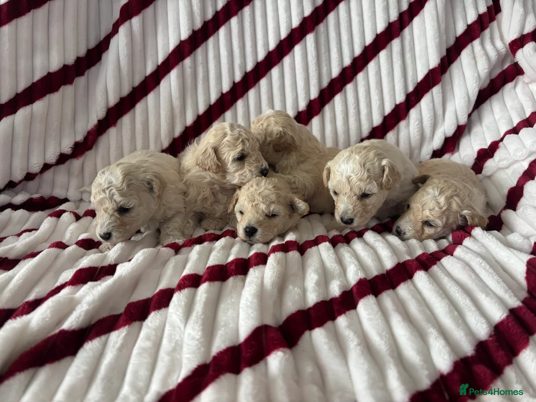 Poochon dogs for sale: One boy remaining - Advert 10