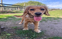 Mixed Breed dogs for sale: Molly 18 Month Old Cocker SpanielxGolden Retriever - Image 3