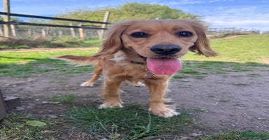 Mixed Breed dogs - Advert 4