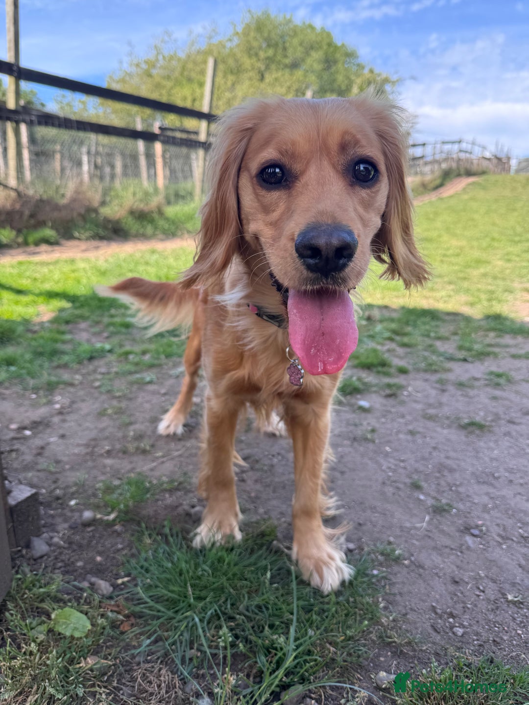 Mixed Breed dogs for sale: Molly 18 Month Old Cocker SpanielxGolden Retriever - Image 3