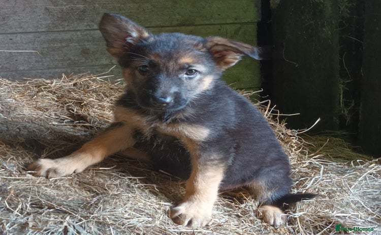 German Shepherd dogs - Advert 1