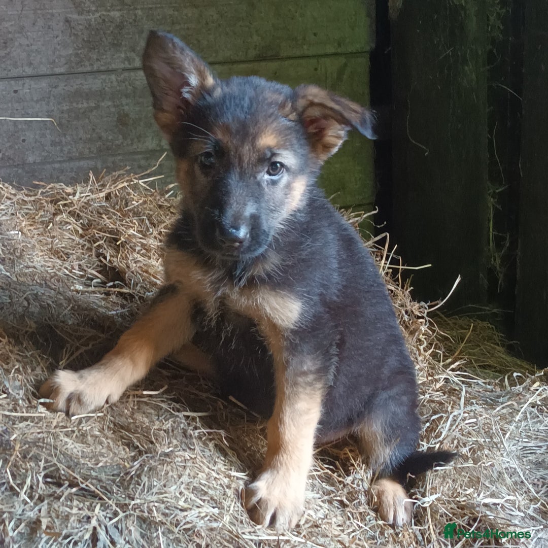 German Shepherd dogs for sale: German Shepherd puppies - Image 1