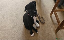 Staffordshire Bull Terrier dogs for sale: Staffordshire bull terrier puppies. - Image 7