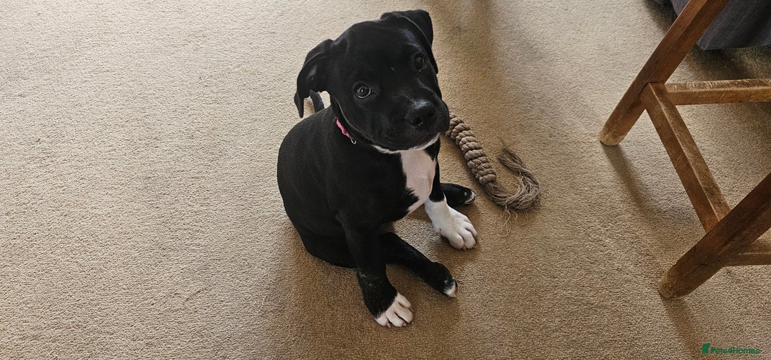 Staffordshire Bull Terrier dogs for sale: Staffordshire bull terrier puppies. - Image 7