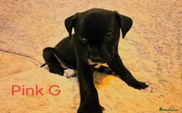 Mixed Breed dogs for sale: Staffy x malonios - Advert 9