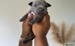 Staffordshire Bull Terrier dogs for sale: 😍😍 BEAUTIFUL & CHUNKY BLUES💙 - Image 24