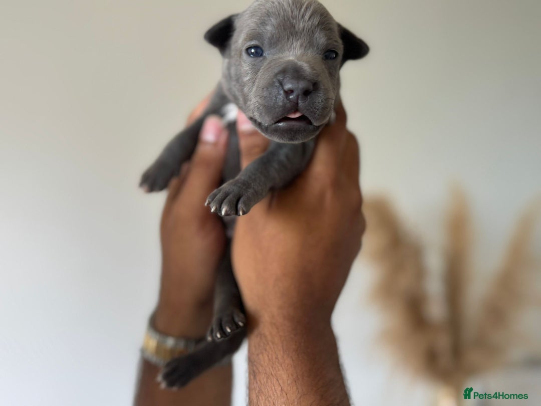 Staffordshire Bull Terrier dogs for sale: 😍😍 BEAUTIFUL & CHUNKY BLUES💙 - Image 24
