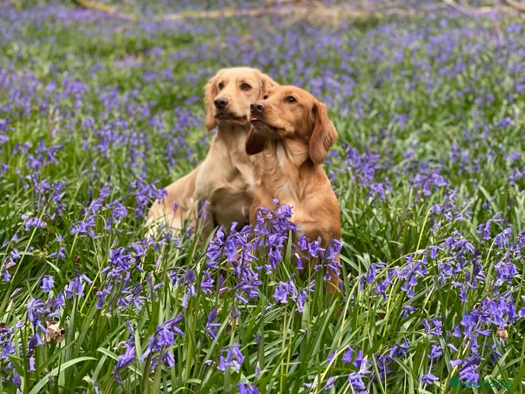 Cocker Spaniel dogs for stud: Outstanding OFTW Red Cocker, FULLY HEALTH TESTED in Bristol - Advert 15