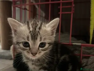 Mixed Breed cats Snow tabby x ragdoll kittens for sale! - Advert 5