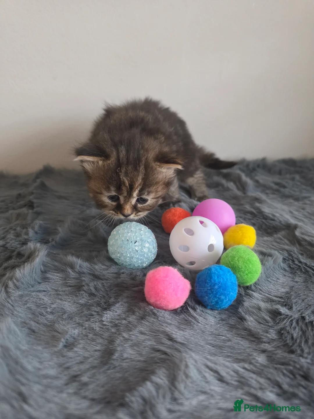 Mixed Breed cats for sale: Adorable Ragdoll x Persian Kittens.  in Dunstable - Advert 2
