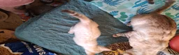 Bengal cats for sale: Blue eyes Snow bengal lynx kittens  - Advert 11