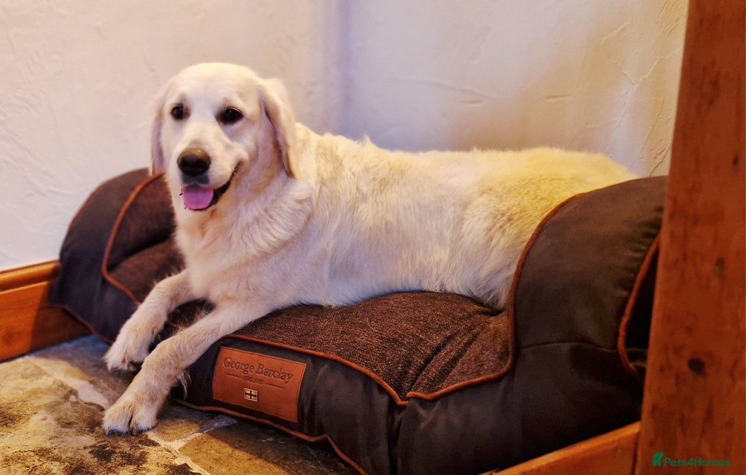 Golden Retriever dogs for sale: Newmiller Retrievers Litter Announcement  - Image 8