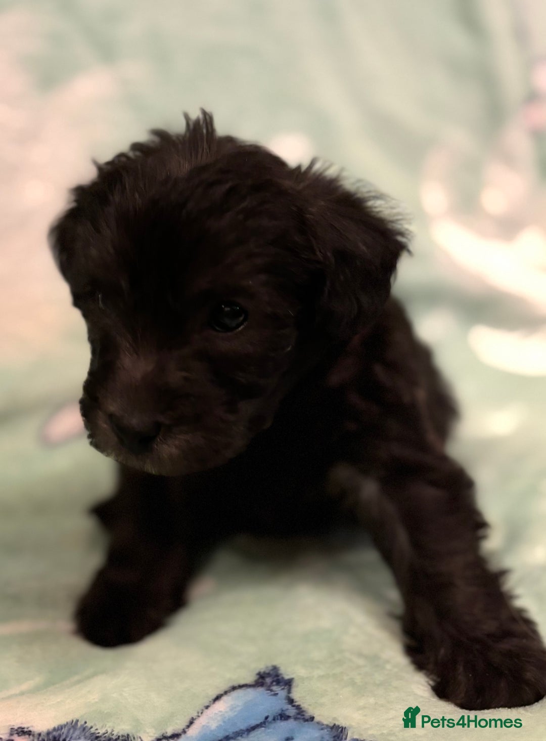 Mixed Breed dogs for sale: Westiepoo puppies - Advert 15