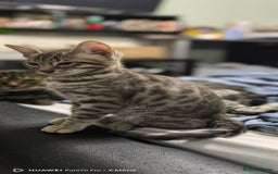Bengal cats for sale: Sweet Bengal Kittens For Sale  - Image 1