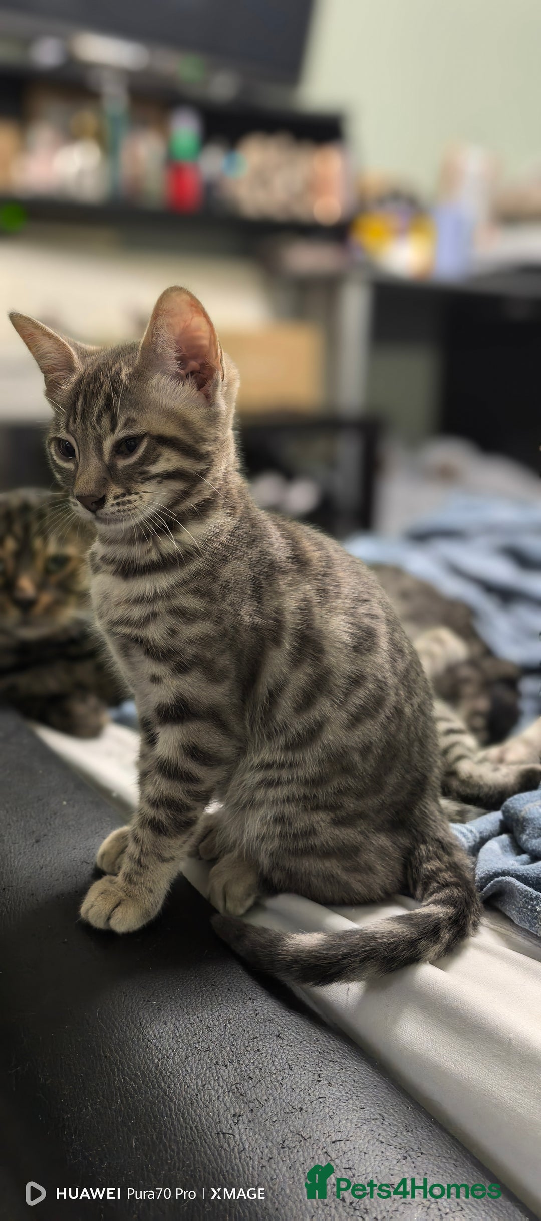 Bengal cats for sale: Sweet Bengal Kittens For Sale  - Image 1