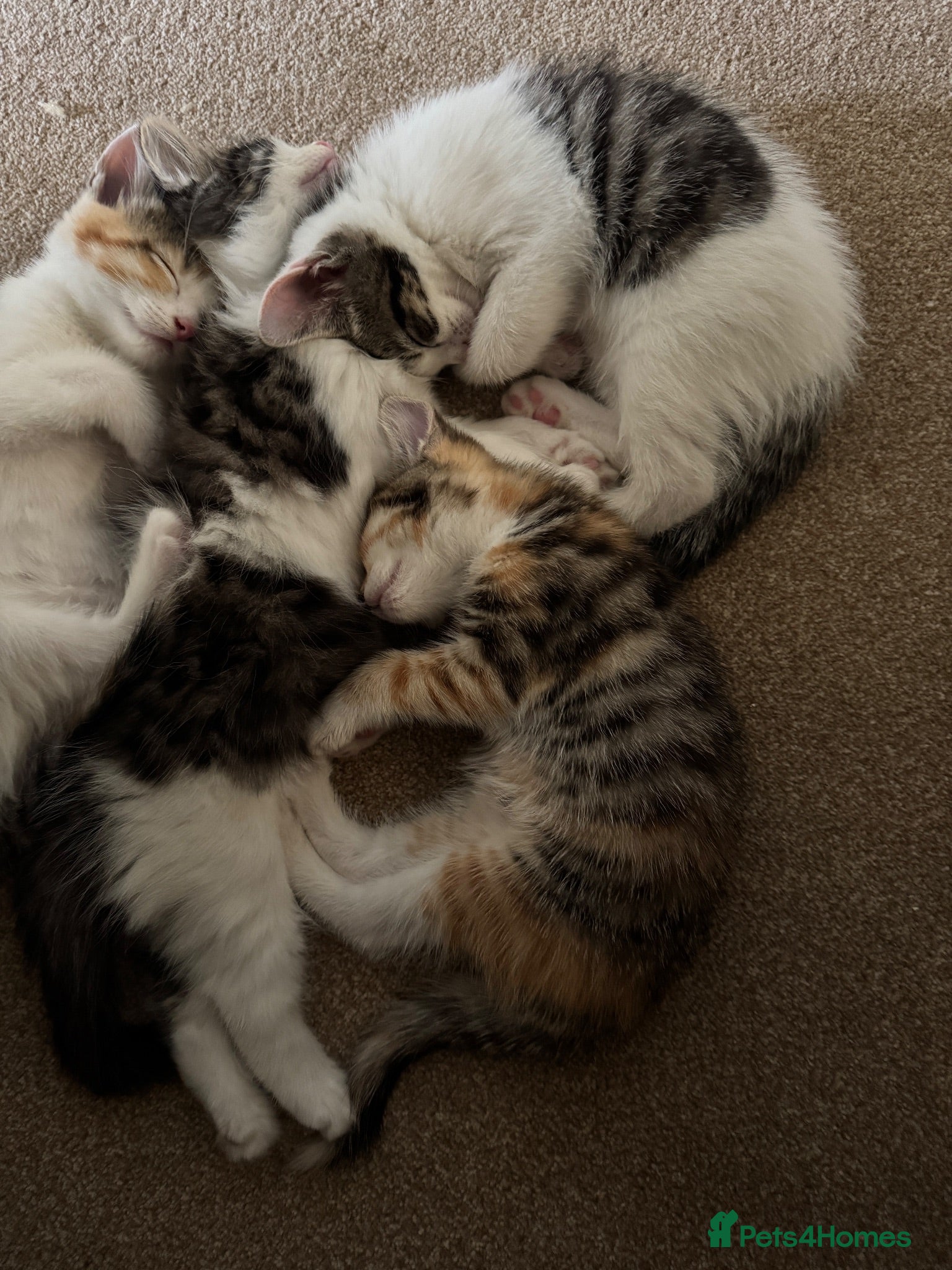 Mixed Breed cats 4 gorgeous kittens for sale  - Advert 4
