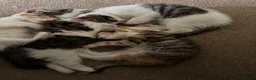 Mixed Breed cats for sale: 4 gorgeous kittens for sale  - Advert 5