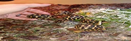 Tortoise reptiles for sale: INDIAN STAR TORTOISE BABIES UK BRED AUTUMN 2025 - Advert 8