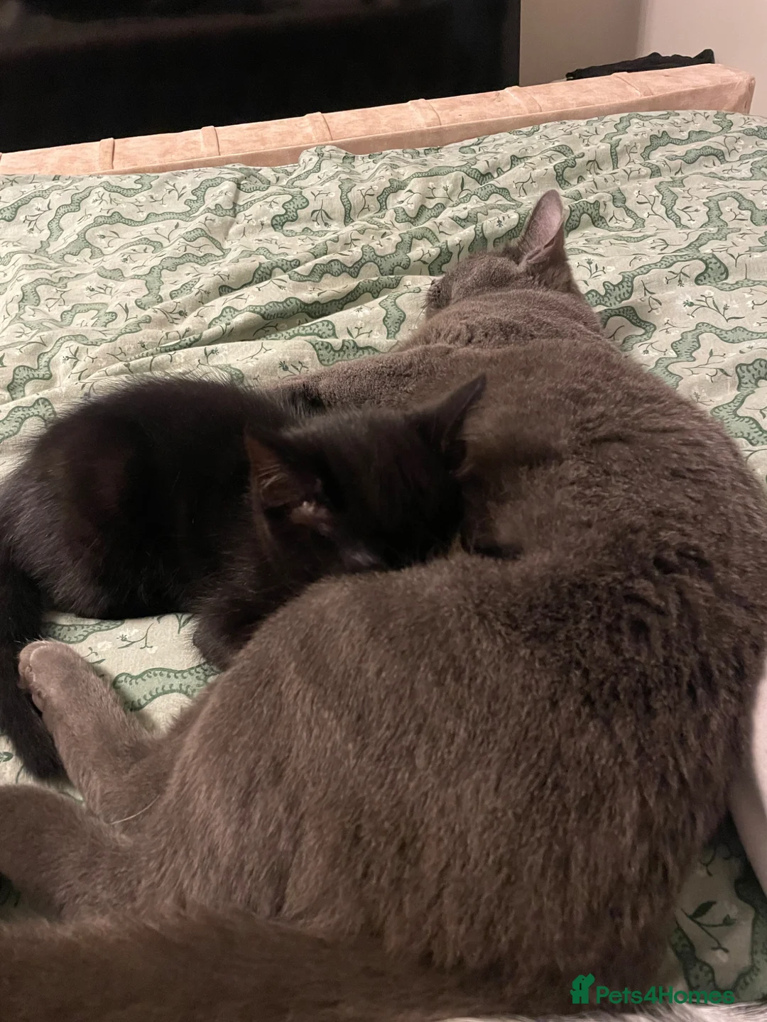 Mixed Breed cats for sale: Male kitten - Advert 2