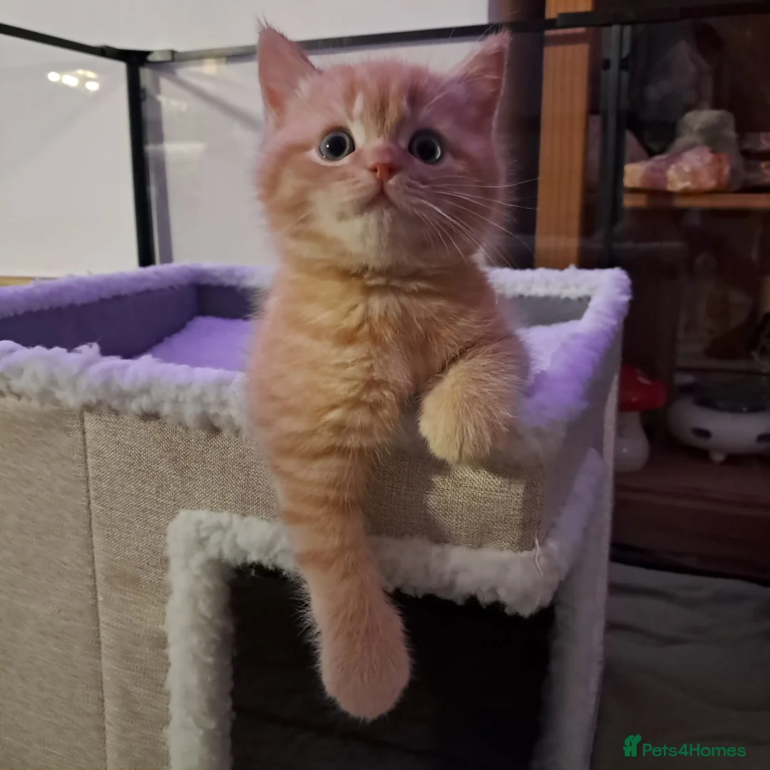 British Shorthair cats for sale: Registered Red boy - Advert 5