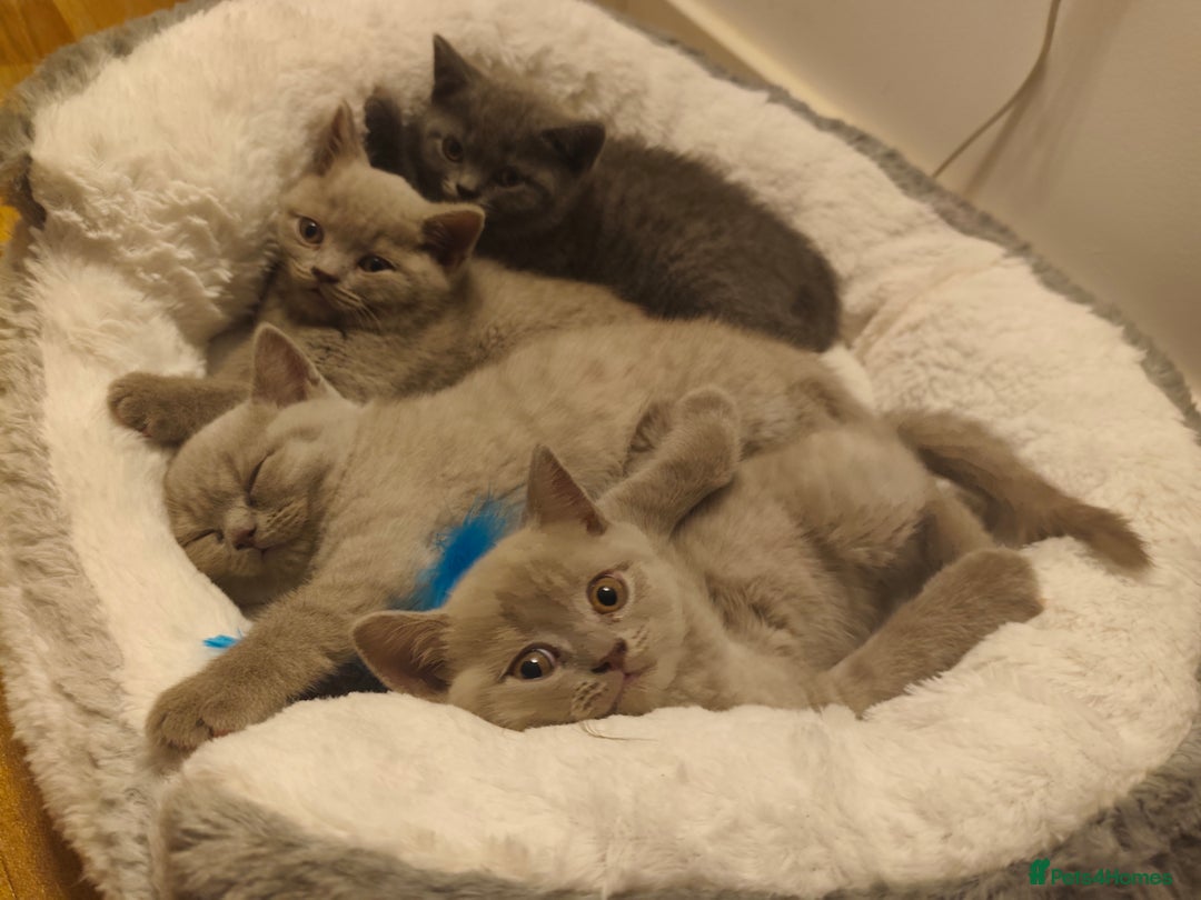 British Shorthair cats for sale: 🐾 4 Scottish Folds are looking loving homes ♥️💫 - Advert 4